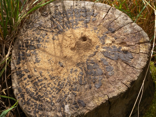 Wood Wasp hole