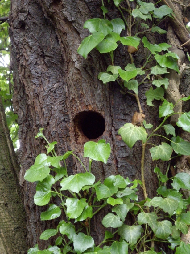 Woodpecker hole 2
